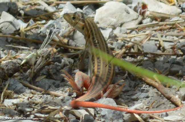 Lagartija colirroja - Acanthodactylus erythrurus - en el Gran Recorrido GR 240 Sendero Sulayr
