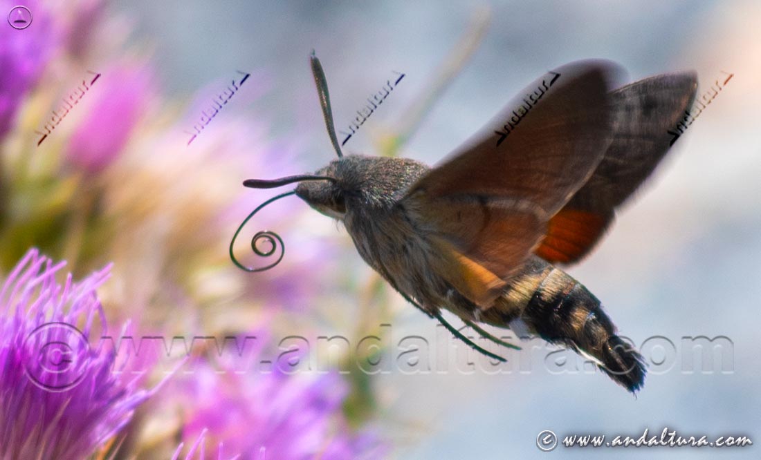 Macroglossum stellatrarum - Esfinge colibrí