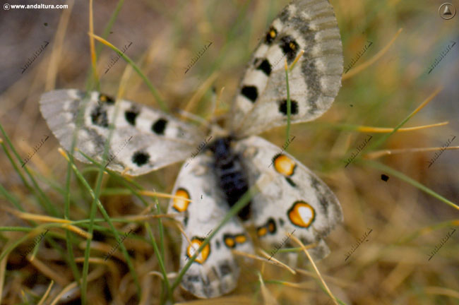 Mariposa apolo - Parnassius apollo - en el Gran Recorrido GR 240 Sendero Sulayr