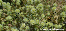 Mejorana - Thymus masticina - en el Gran Recorrido GR 240 Sendero Sulayr
