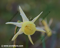 Narciso - Narcissus nevadensis - en el Gran Recorrido GR 240 Sendero Sulayr
