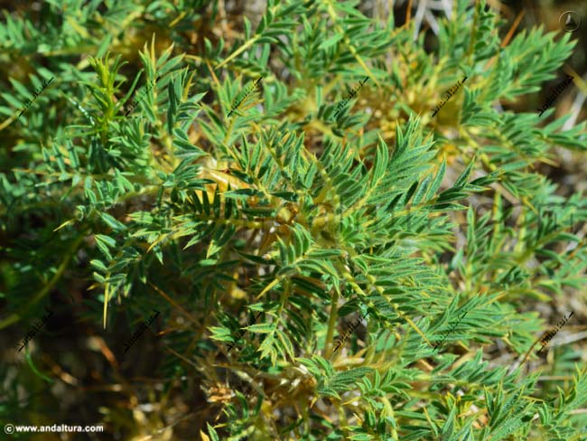 Piorno blanco - Astragalus nevadensis - en el Gran Recorrido GR 240 Sendero Sulayr