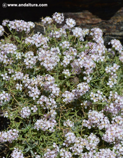 Piorno rosa - Hormathophylla spionosa - en el Gran Recorrido GR 240 Sendero Sulayr