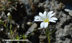 Plampinillas - Cerastium alpinum subsp nevaense - en el Gran Recorrido GR 240 Sendero Sulayr