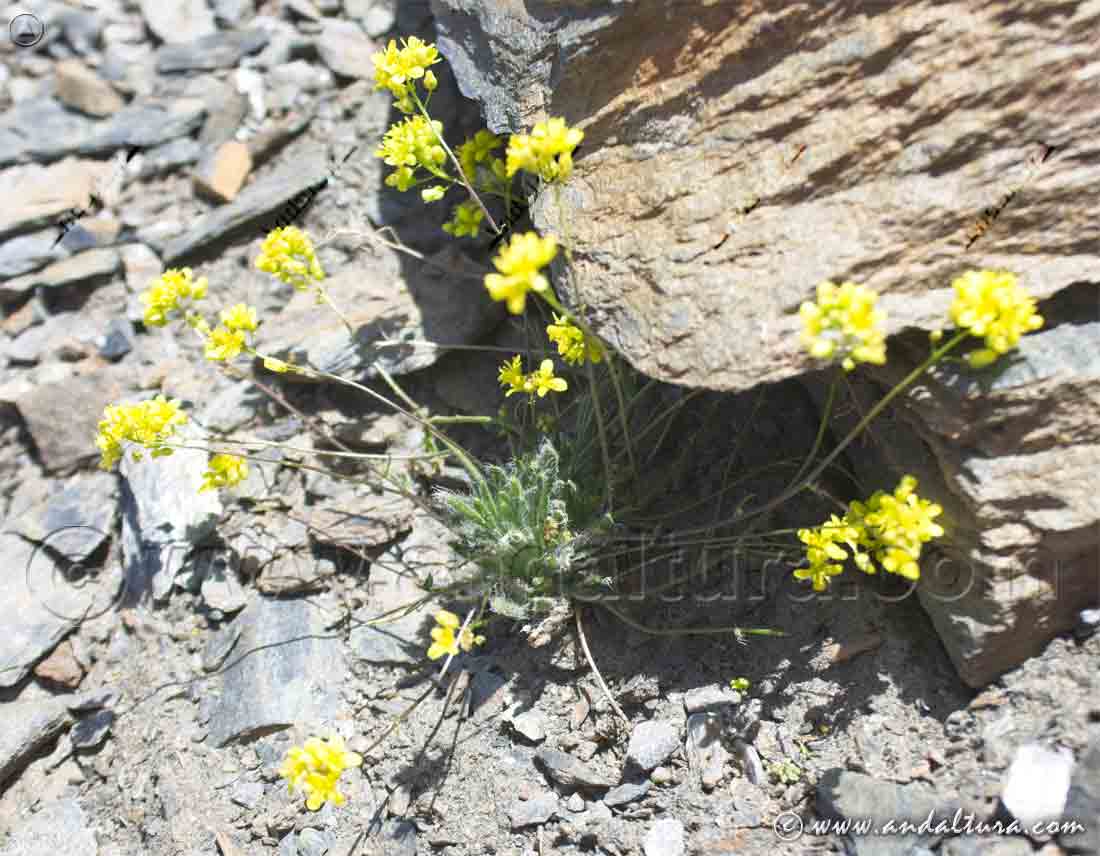 Planta de Biscutella glacialis en Sierra Nevada