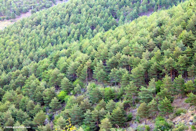 Pinares por las Pistas forestales del Sendero Sulyar - GR 240