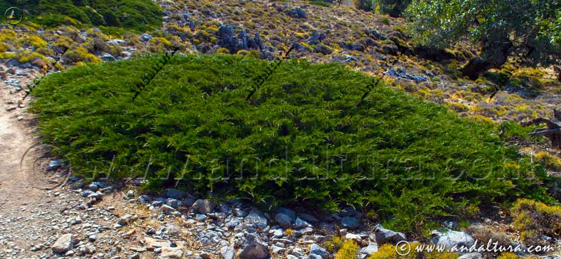Sabina rastera - Juniperus sabina -