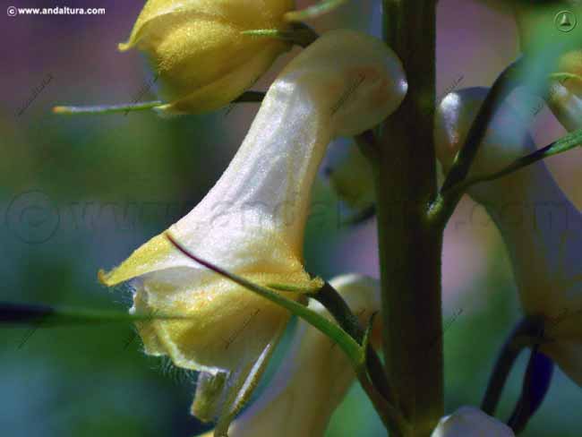 Verdegambre blanco - Aconitum vulparia subsp neapolitanum - en el Gran Recorrido GR 240 Sendero Sulayr