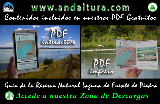 Anuncio de los Contenidos de la Guía de la Laguna de Fuente de Piedra y del PDF gratuito para descargar en formato interactivo y para imprimir a Alta Calidad