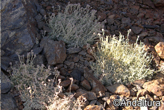 Artemisia granatensis - Manzanilla Real durante la Integral de Sierra Nevada