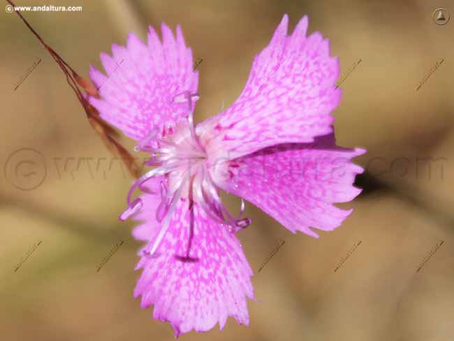 Clavelillos - Dianthus lusitanus - en el Gran Recorrido GR 240 Sendero Sulayr