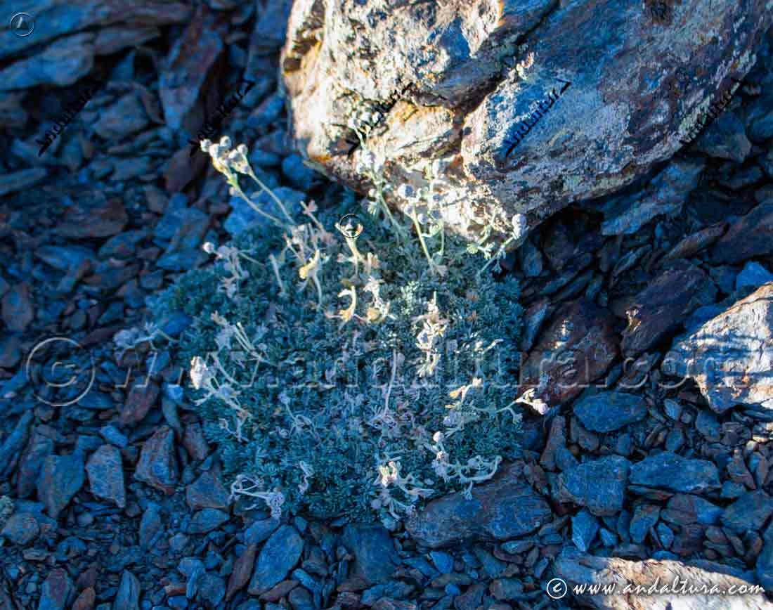 Manzanilla Real - artemisia granatensis - Endemismo de Sierra Nevada
