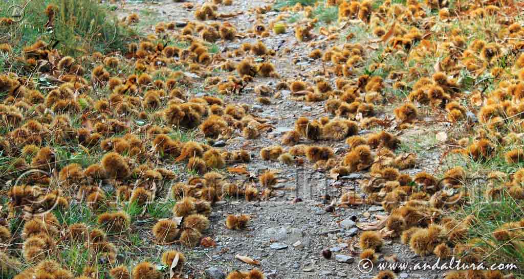 Vereda llena de castañas en una ruta de otoño por Andalucía
