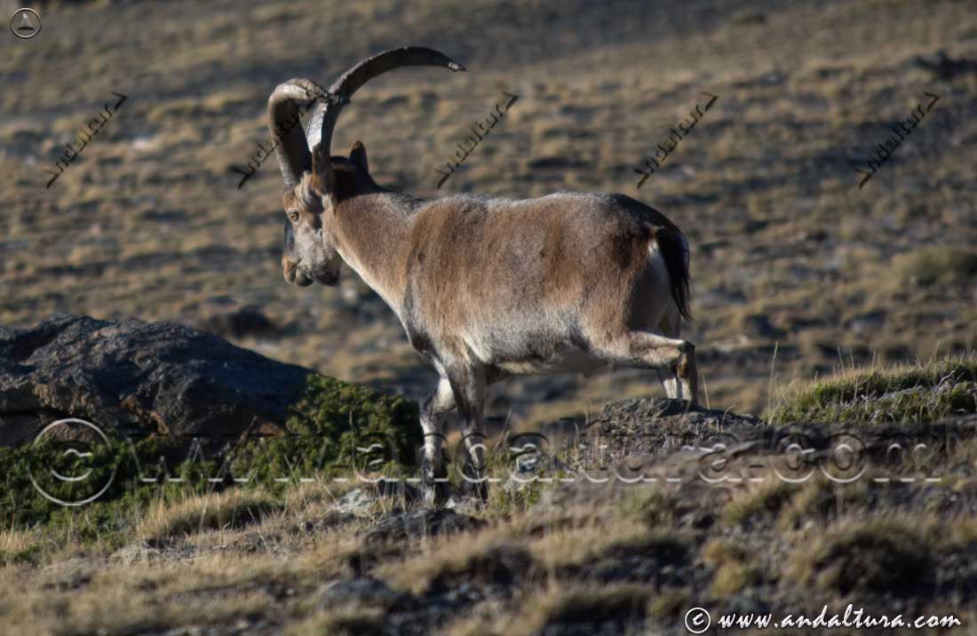 Macho de cabra montés en el Parque Natural Sierra Nevada