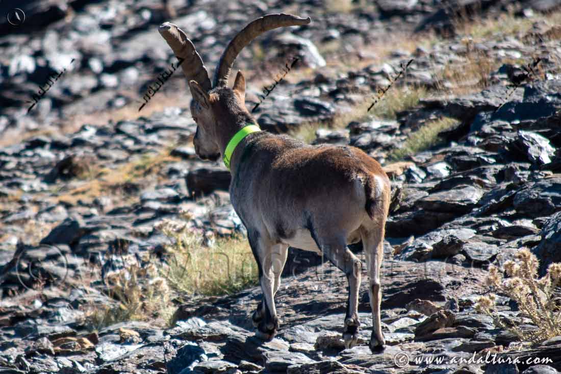 Macho de cabra montes 67 en el Espacio Natural Sierra Nevada