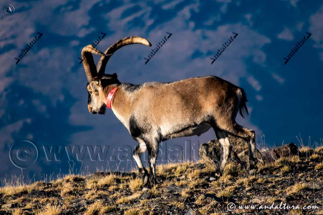 Macho de cabra montes 34 en el Espacio Natural Sierra Nevada