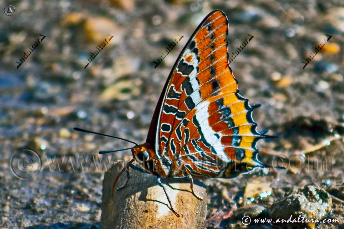 Mariposa del Madroño - Charaxes jasius