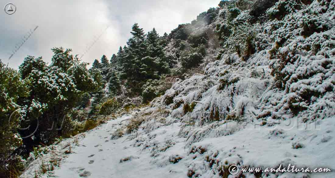 Ruta con raquetas de nieve por la Sierra de Grazalema