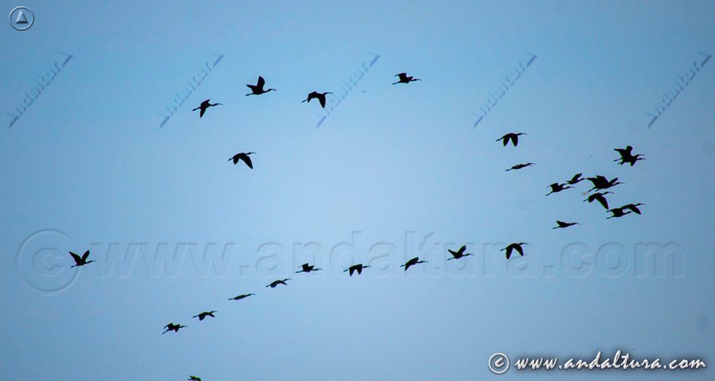 Observación de Aves Migratorias en Andalucía