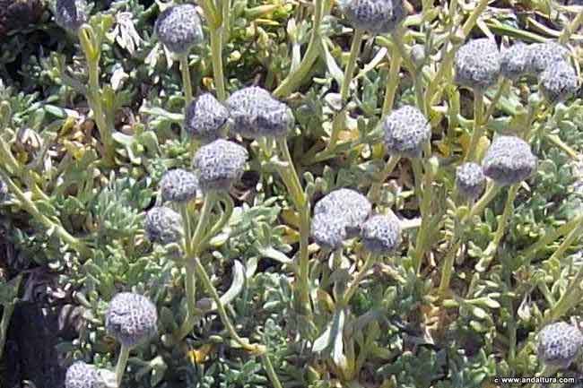 Manzanilla Real, Artemisia granatensis, Endemismo Andaluz – Sierra Nevada –