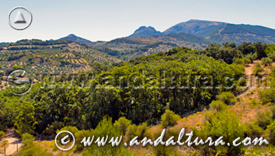 Monumento Natural Bosque de la Bañizuela - Acceso a Contenidos -