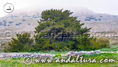 Monumento Natural Sabina Albar - Acceso a Contenidos -