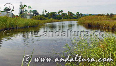 Paraje Natural Estuario del río Guadiaro - Acceso a Contenidos -
