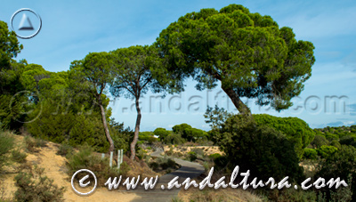 Parque Natural Doñana - Provincia de Huelva - Acceso a Contenidos -