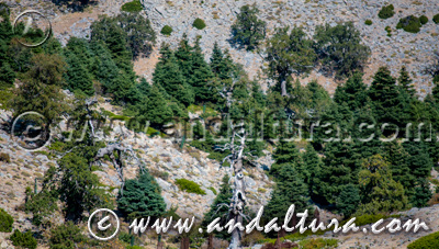 Parque Natural Sierra de las Nieves - Acceso a Contenidos -