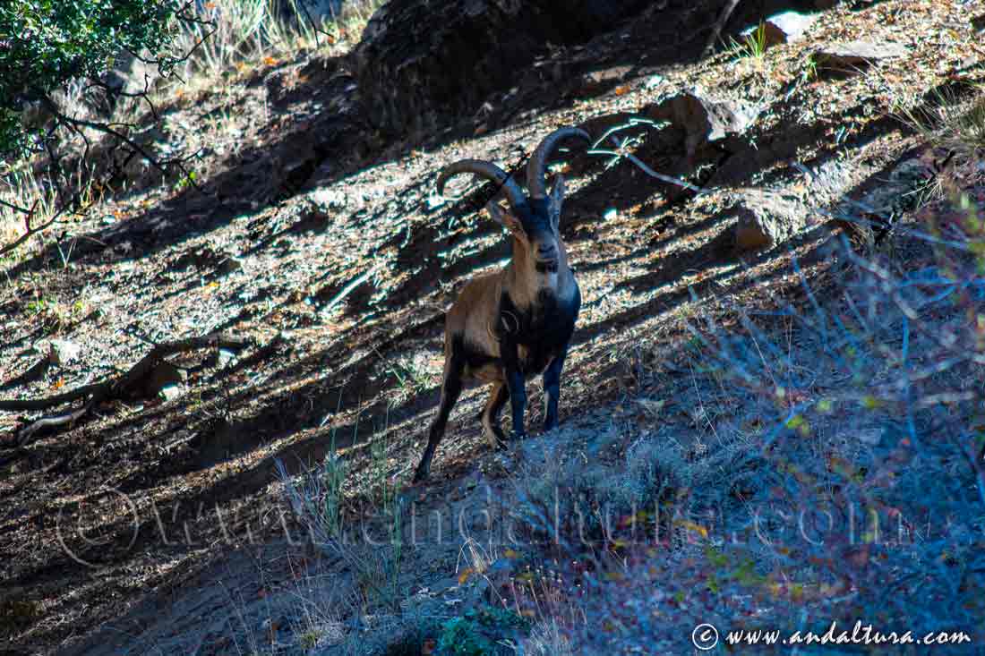 Espectacular pose de un macho montes - capra pyrenaica - al encontrarnos de golpe con él, quieto, inmóvil y desafiante