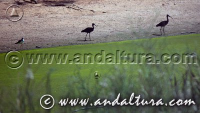 Reserva Natural Concertada Cañada de los Pájaros - Acceso a Contenidos -