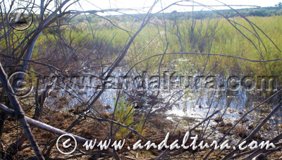 Reserva Natural Laguna de los Jarales - Acceso a Contenidos -