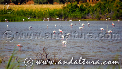 Reserva Natural Laguna de Campillos - Acceso a Contenidos -