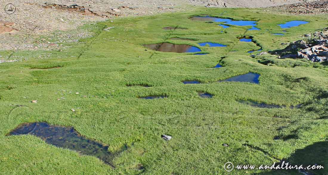 Borreguil en lagunas someras de Sierra Nevada - Lagunillo de la Caldereta