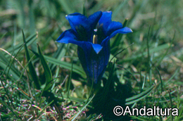 Genciana azul - Gentiana alpina