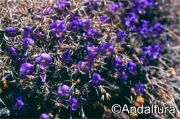 Grupo de Violeta de la Sierra - Viola crassiuscula