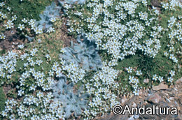Piel de León - Arenaria tetraquetra subsp amabilis