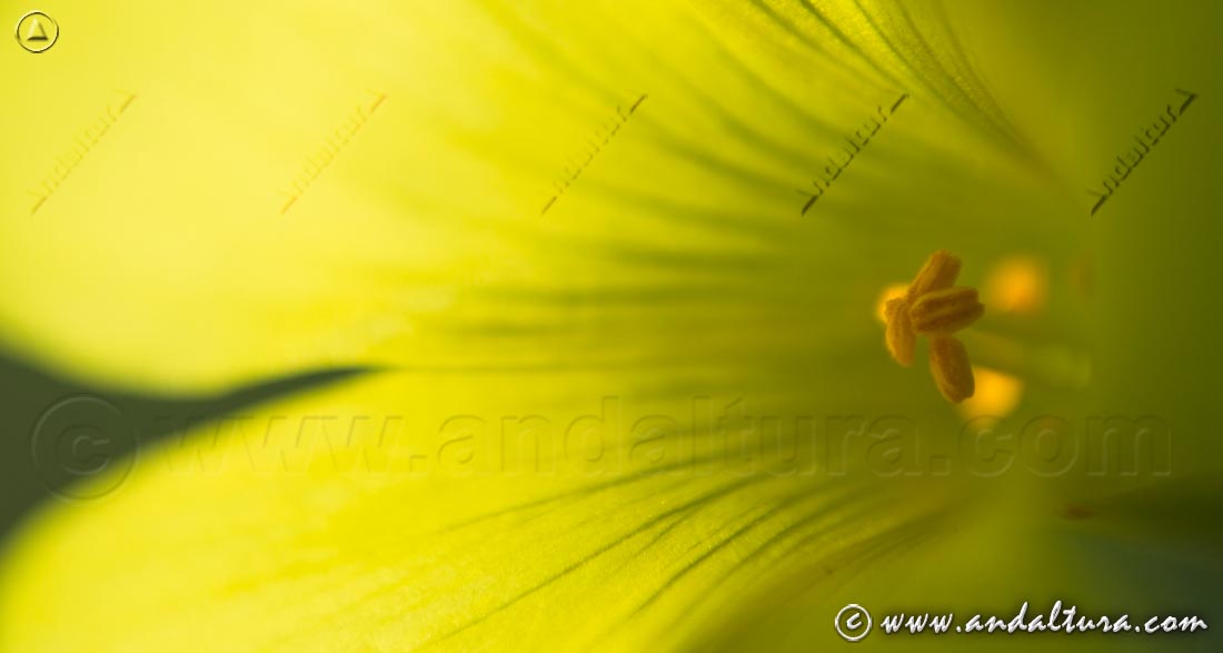 Detalle de flor amarilla