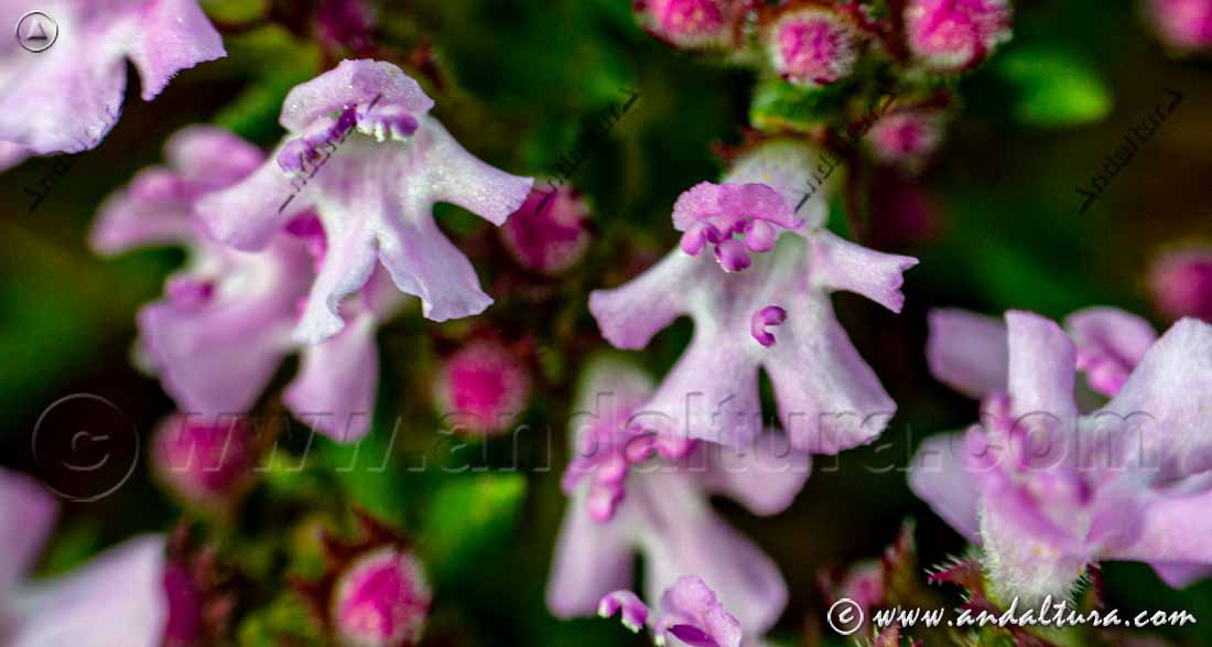 Detalle flor de Tomillo - Thymus vulgaris -