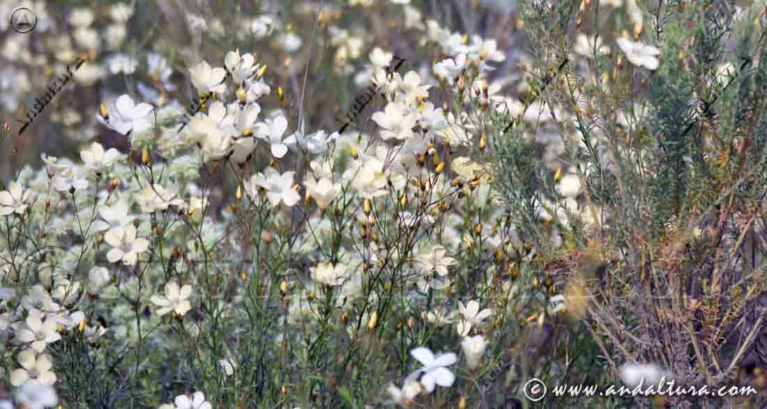 Detalle de flores blancas - Lino blanco - Linum suffruticosum