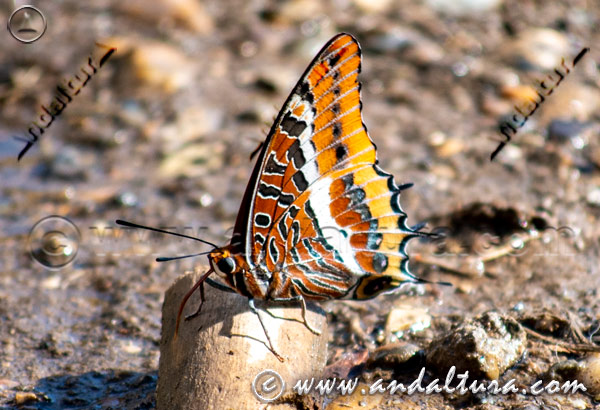 Mariposa del Madroño – Charaxes jasius –