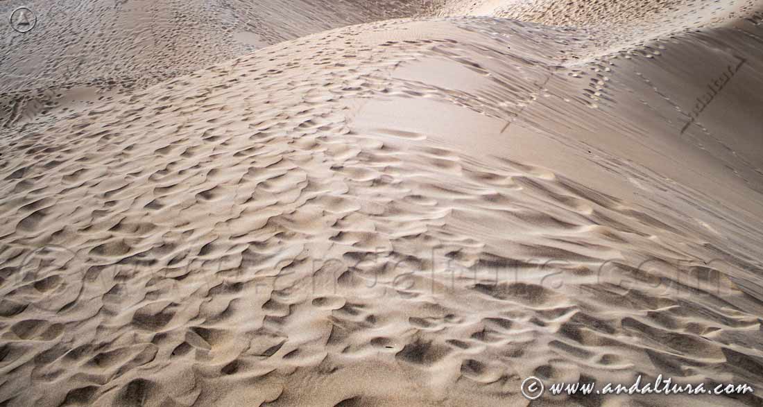 Detalle duna de Bolonia