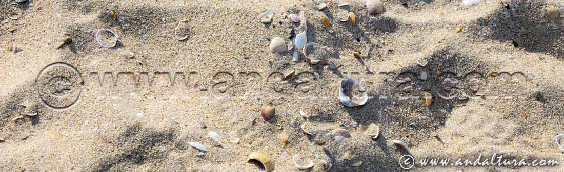 Detalle arena y conchas en las rutas de verano en la costa de Cádiz
