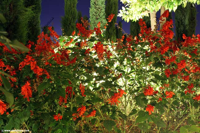 Flores en la visita nocturna de los Jardines del Generalife