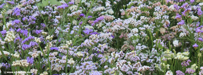 Conjunto floral de diversos colores en los Jardines del Partal