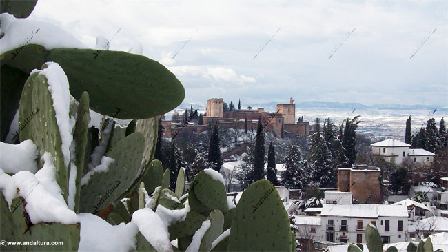 Detalle de la Alcazaba nevada desde el Mirador de la Rauda