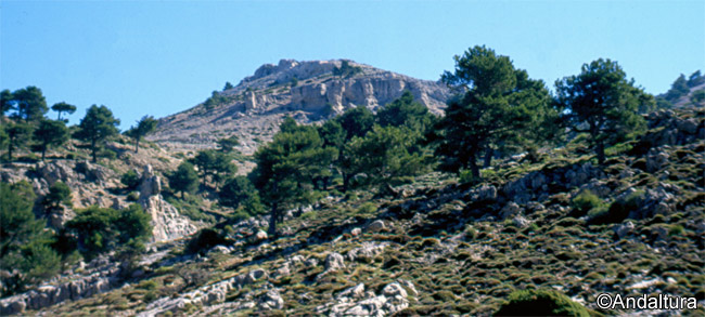 Cerro del Buitre - vertiente oeste - Parque Natural Sierra de Castril