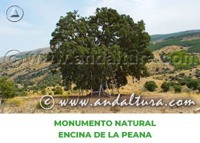 Espacios Naturales de Almería: Monumento Natural Encina de la Peana