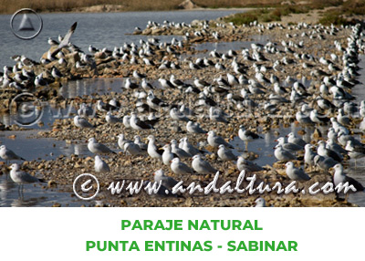 Espacios Naturales de Almería: Paraje Natural Punta Entinas - Sabinar