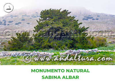 Espacios Naturales de Almería: Monumento Natural Sabina Albar